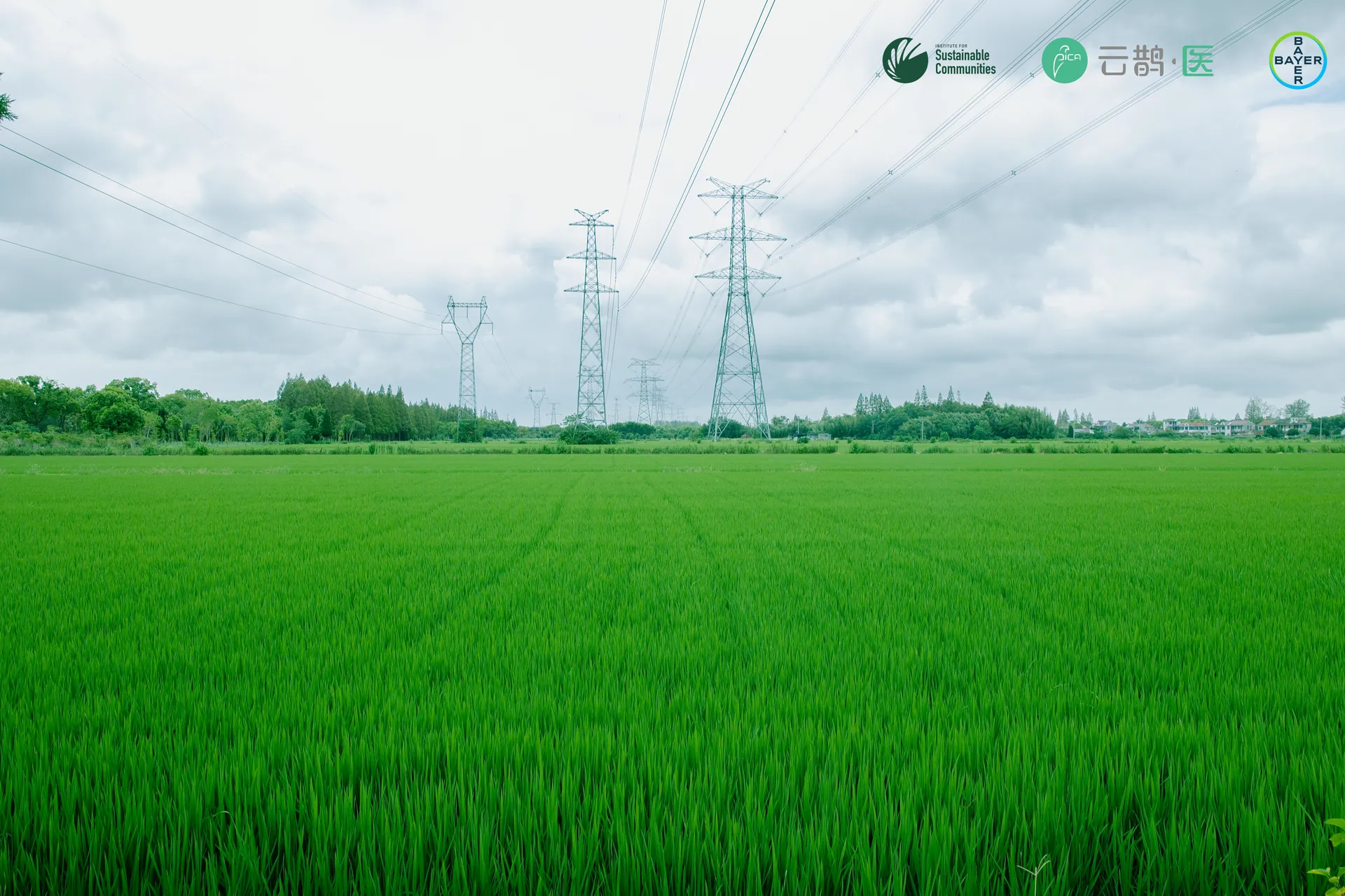 Fields in the rural community served by the Miaozhen programme